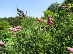 Spiraea × billardii