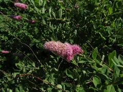 Spiraea × billardii