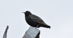 Sturnus vulgaris faroensis