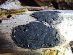 Biscogniauxia bartholomaei