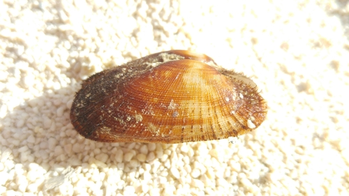 Barbatia barbata