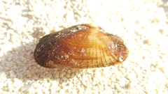 Barbatia barbata