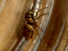 Heliophanus tribulosus