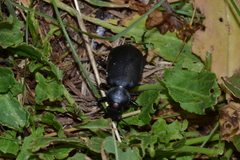 Calosoma maderae