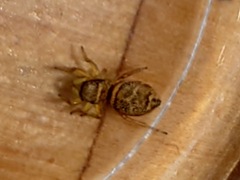 Heliophanus tribulosus