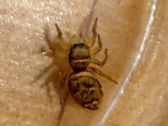 Heliophanus tribulosus