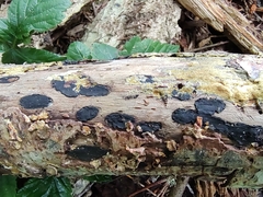 Biscogniauxia bartholomaei