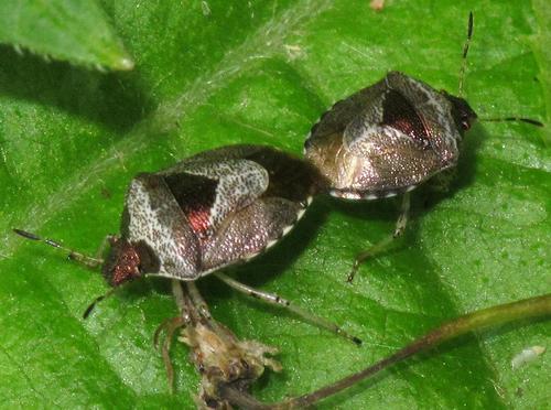 Woundwort Shield Bug photo 3