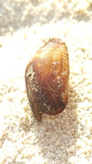Barbatia barbata