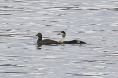 Somateria mollissima