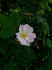 Rosa subcanina