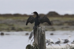 Phalacrocorax carbo