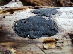 Biscogniauxia bartholomaei