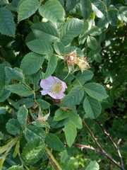 Rosa subcanina