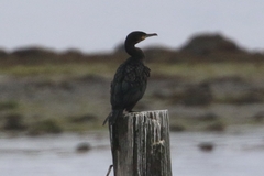 Phalacrocorax carbo