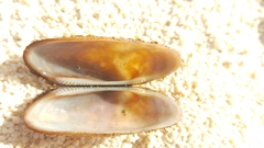 Barbatia barbata