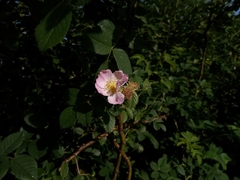 Rosa subcanina