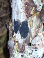 Biscogniauxia bartholomaei