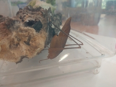 Amblycorypha oblongifolia