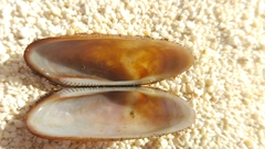 Barbatia barbata