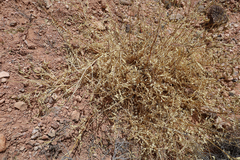 Astragalus lentiginosus wilsonii