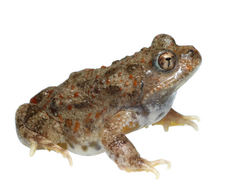 Cacosternum capense