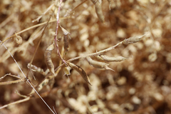 Astragalus lentiginosus wilsonii