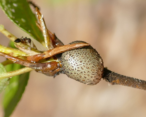 poplar twig gall aphid