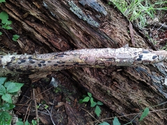 Biscogniauxia bartholomaei