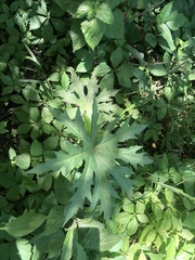 Napaea dioica