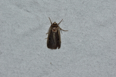 Ochropleura implecta