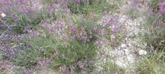 Astragalus tenuifolius