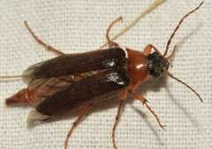 Cebrio