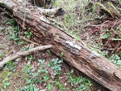 Biscogniauxia bartholomaei