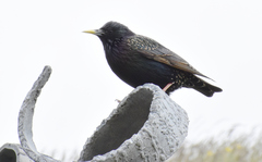 Sturnus vulgaris faroensis