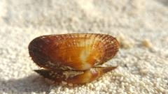 Barbatia barbata