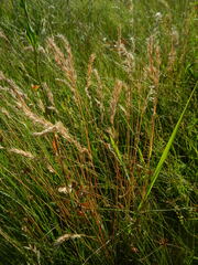 Festuca pseudovina