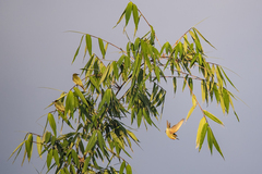 Merops superciliosus