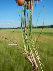 Festuca pseudovina