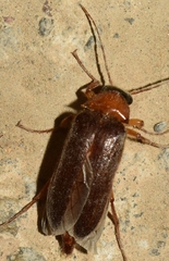 Cebrio