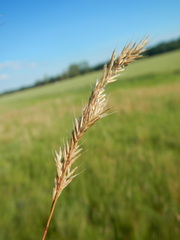 Festuca pseudovina