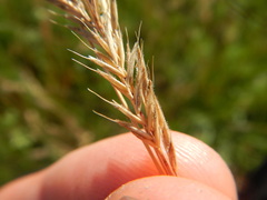 Festuca pseudovina