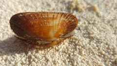 Barbatia barbata