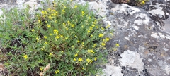 Medicago rupestris