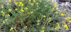 Medicago rupestris