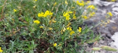 Medicago rupestris