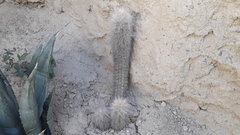 Oreocereus pseudofossulatus