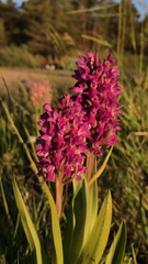 Dactylorhiza sambucina