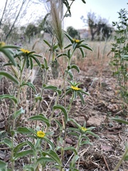 Pallenis spinosa spinosa