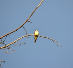 Tyrannus vociferans